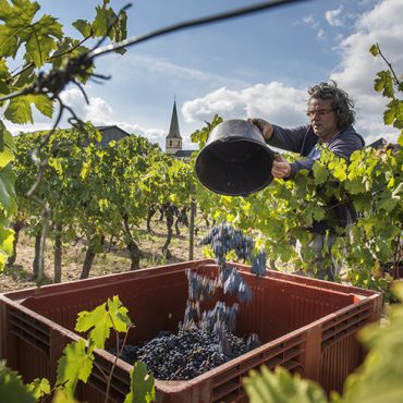 Xavier Amirault-vigneron bio-saint-nicolas-de-bourgueil-cabernet-franc-bio biodynamie