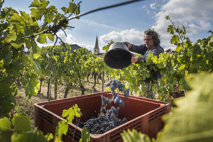 Xavier Amirault-vigneron bio-saint-nicolas-de-bourgueil-cabernet-franc-bio biodynamie